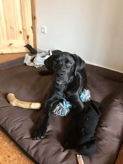 Boxer ???-Beitrag-Bild