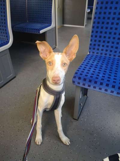 Hundetreffen-Windhund/Podenco Treffen-Bild