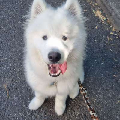 Hundetreffen-Spielen/Training-Bild