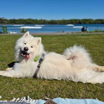 Hundetreffen-Social walks / Training-Bild