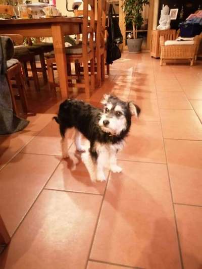 Welpen Bilder !-Beitrag-Bild