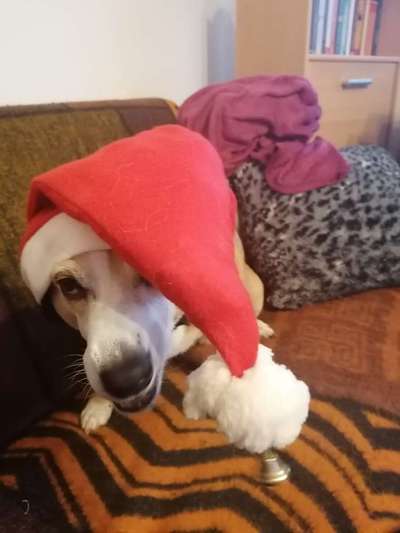 Zeige das lustigste Bild eures Hundis-Beitrag-Bild