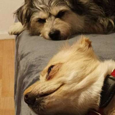 Wie habt ihr den Silvesterabend verbracht?-Beitrag-Bild