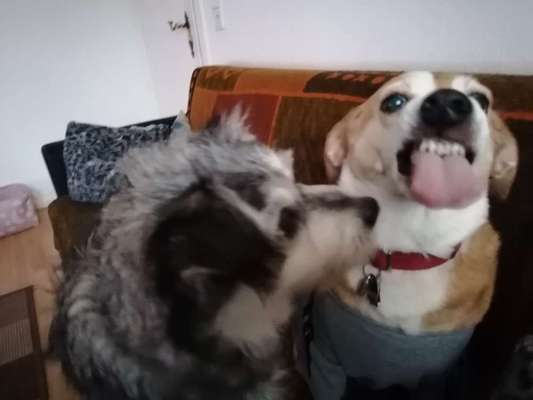 Zeige das lustigste Bild eures Hundis-Beitrag-Bild