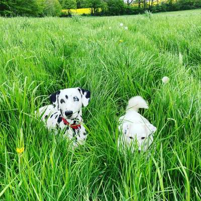 Die Dogorama Monats Challenge "Es grünt und blüht"-Beitrag-Bild