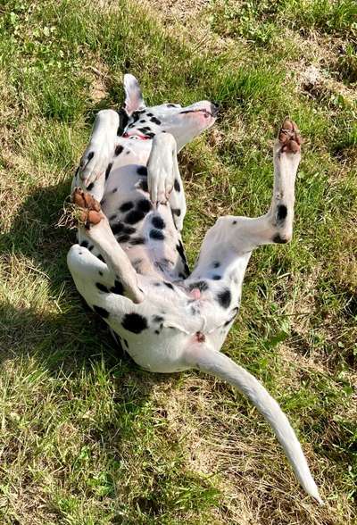 Zeige das lustigste Bild eures Hundis-Beitrag-Bild