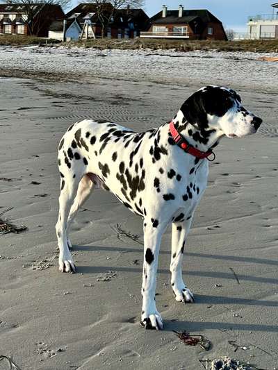 Auslandstierschutz-Beitrag-Bild