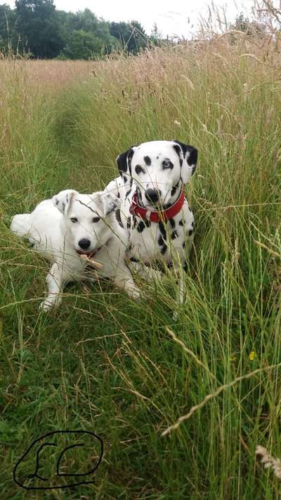 Hundemodel-Beitrag-Bild