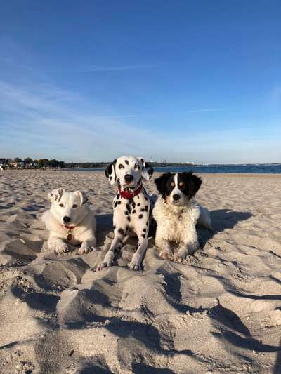 Die Dogorama Kalender Challenge Titelbild-Beitrag-Bild