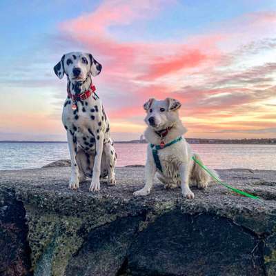 Die Dogorama Kalender Challenge Titelbild-Beitrag-Bild