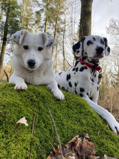 Fotochallenge No. 26                                     Wald und Wiese-Beitrag-Bild