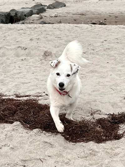 Auslandstierschutz-Beitrag-Bild