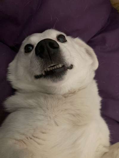 Zeige das lustigste Bild eures Hundis-Beitrag-Bild