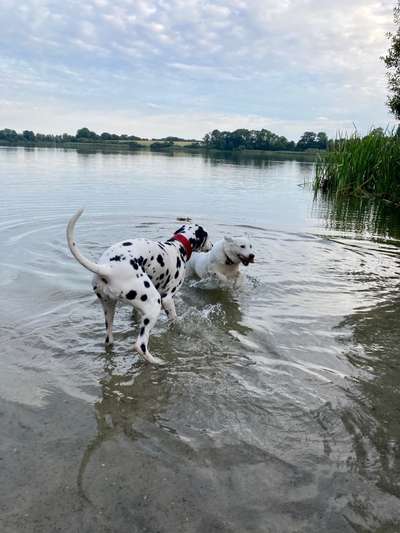 Dogorama-Monats-Challenge-Mai "Wasser"-Beitrag-Bild