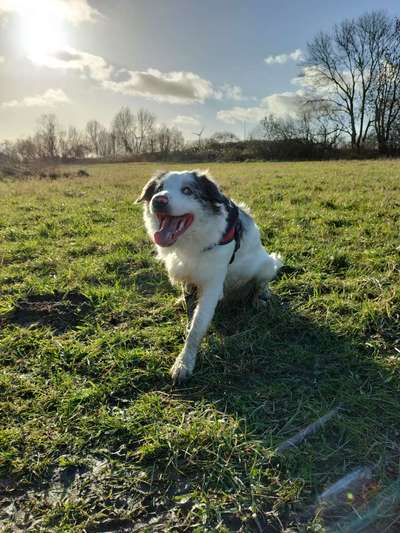 Hundetreffen-Spielfreundin gesucht 🐕-Bild