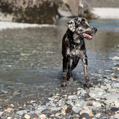 Hundetreffen-Junghund sucht tolle Begegnungen-Bild