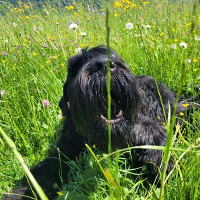 Hundetreffen-Burg Lohra-Bild