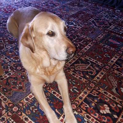 Hundetreffen-Suche Grösse Hunde bei effeltrich?