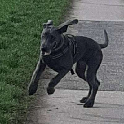 Hundetreffen-Junghunde grosse Hunde in Wölfersheim und Umgebung-Bild