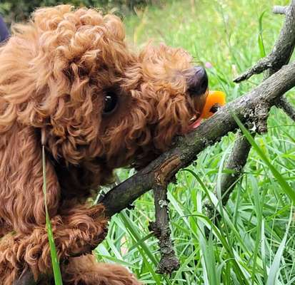 Hundetreffen-Zusammen Gassi gehen-Bild