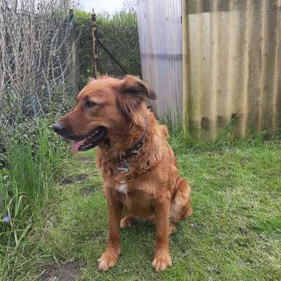 Mischlingshunde Foto Aufruf-Beitrag-Bild