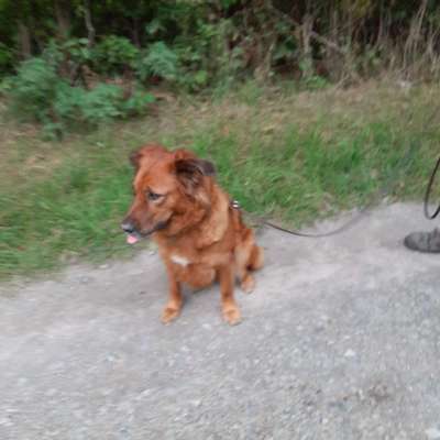 Rhodesian Ridgeback-Beitrag-Bild