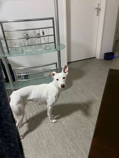 Podenco/Mischlinge hier? :-)-Beitrag-Bild