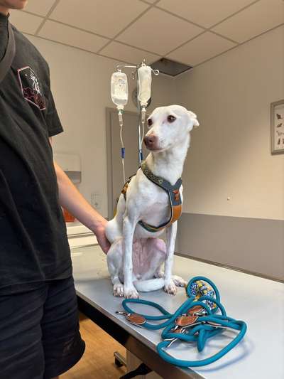 Sila verweigert Futter..-Beitrag-Bild