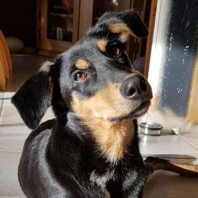 Mischlingshunde Foto Aufruf-Beitrag-Bild