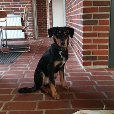 Mischlingshunde Foto Aufruf-Beitrag-Bild