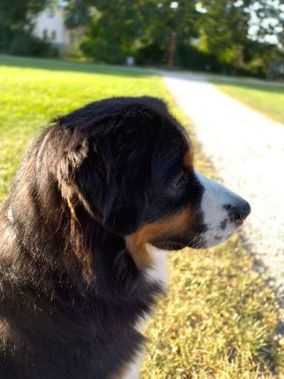 aktuelles Foto Gruppe Aussie x Berner / Australian Shepherd x Berner Sennenhund