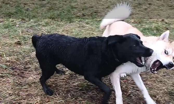 Dogorama Photo Challenge - Die besten Hundebuddys-Beitrag-Bild