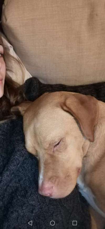 Lustige Merkmale am Hund - Fellzeichnungen :)-Beitrag-Bild