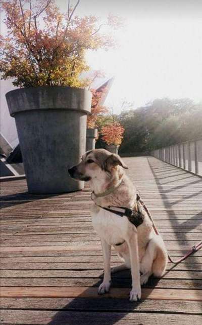 Wo sind die Pflegestellen?-Beitrag-Bild