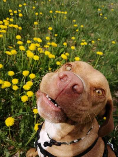 Die Dogorama Monats Challenge "Es grünt und blüht"-Beitrag-Bild