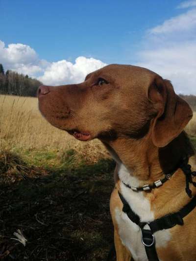 Die wunderschöne Welt mit Hund.-Beitrag-Bild