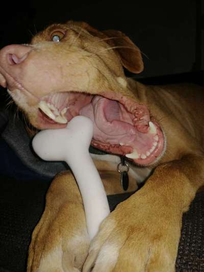 Kauspielzeug-Beitrag-Bild