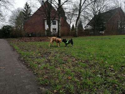 Hundeauslaufgebiet-Westlich Hellmesbergerweg-Bild