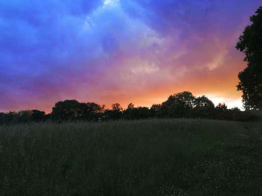 Die wunderschöne Welt mit Hund.-Beitrag-Bild