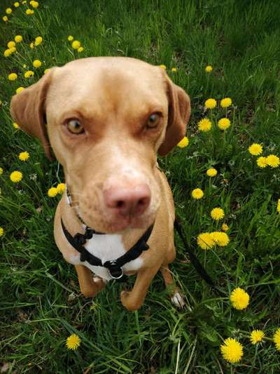 Hund aus dem Spanischen Tierschutz-Beitrag-Bild