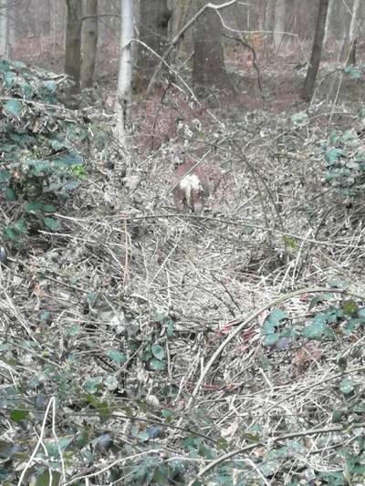 Die wunderschöne Welt mit Hund.-Beitrag-Bild