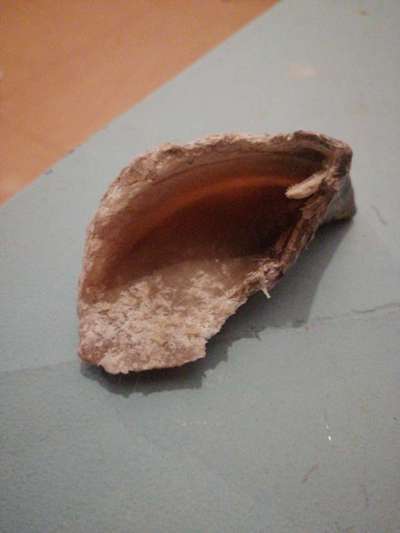 Hund frisst Stoff-Spielzeug-Beitrag-Bild