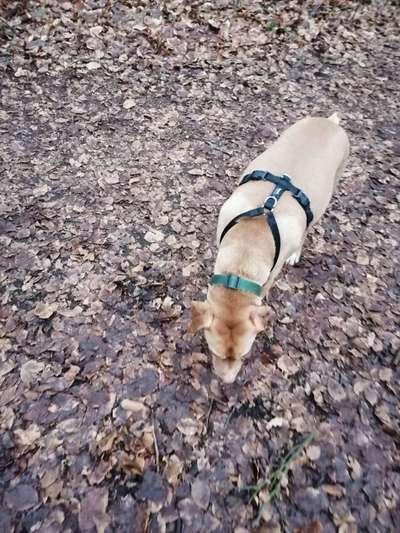 Lustige Merkmale am Hund - Fellzeichnungen :)-Beitrag-Bild