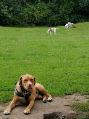 Hundeauslaufgebiet-Berner Heerweg-Bild