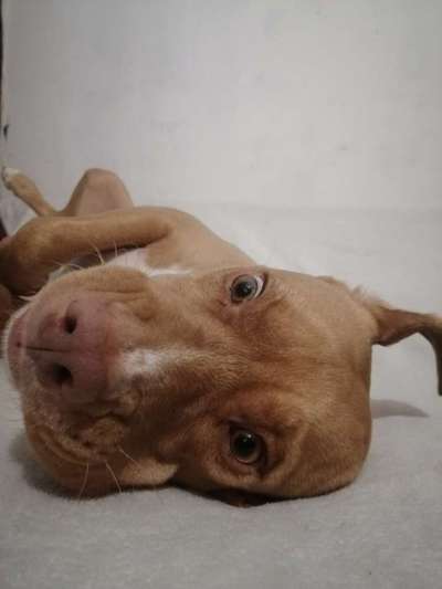 Lustige Merkmale am Hund - Fellzeichnungen :)-Beitrag-Bild