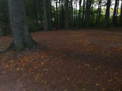 Hundeauslaufgebiet-Volksdorfer Wald/Mellenberg-Bild