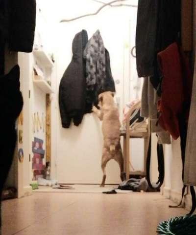 Wie lange sollte ein Hund alleine bleiben?-Beitrag-Bild