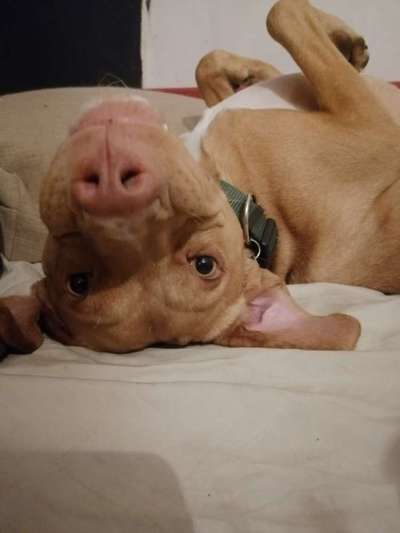 Challenge Nr. 20 - Mein Hund, der Dieb-Beitrag-Bild