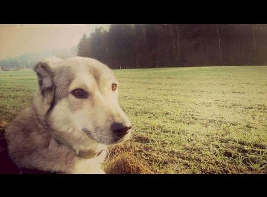 Wo sind die Pflegestellen?-Beitrag-Bild