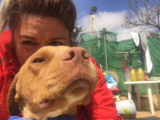 Tierschutzhund ist meine Lieblingsrasse-Beitrag-Bild